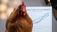 Brown hen with red comb facing camera, agricultural sector growth chart visible behind, suitable for farming business and poultry industry concepts.