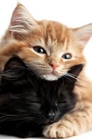 Close-up portrait of ginger and black cats cuddling together, showing tender friendship moment between two felines against white background.