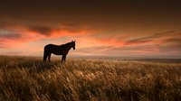 Horse silhouette standing in golden grassland field during dramatic sunset with orange and pink sky colors creating peaceful rural landscape scene.