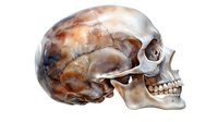 Anatomically accurate side view of human skull in watercolor style with brown and blue tones showing detailed bone structure and dental features on white background.