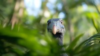 Curious crane bird with large eyes peering through tropical green foliage in natural habitat, close-up portrait showing detailed head features and expressive gaze.