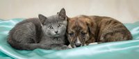 Gray tabby kitten and brown dog resting together in turquoise pet bed, depicting animal companionship and friendship for pet care content.