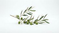 Olive branch with green fruits and leaves isolated on white background, suitable for culinary, food packaging, and wellness design projects.