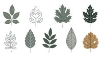 Collection of botanical leaf illustrations in various styles including outline and filled designs for nature-themed projects and seasonal decorations.