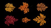 Autumn leaves in various shades of orange, red, and brown isolated on transparent background. Ready for t-shirt designs, clipart, stickers, sublimation, print-on-demand products, and digital crafts.