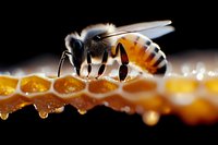 Macro shot of honey bee collecting nectar from honeycomb cells with golden drops of fresh honey visible against dark background, showing detailed insect anatomy.