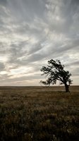 Solitary windswept tree standing in vast open grassland under dramatic cloudy sky, suitable for environmental and nature backgrounds.