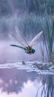 Colorful dragonfly in flight over serene pond with purple sunset reflections and green reeds creating peaceful wetland nature scene.