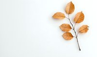 Dried beech tree branch with brown autumn leaves on white background, minimalist botanical composition with copy space for seasonal designs.