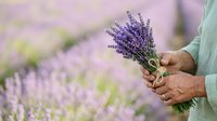 Mature man with weathered hands holding fresh lavender bunch in blooming field during harvest season, wearing green shirt.