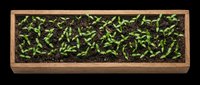 Wooden planter box with green seedlings growing in dark soil, isolated on transparent background, ready for T-shirts, stickers, clipart, and print on demand projects.