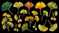 Watercolor ginkgo leaves and berries set in autumn colors, isolated on transparent background. Great for t-shirt design, stickers, clipart, sublimation, print on demand.