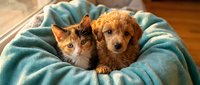 Young tabby cat and apricot-colored puppy snuggled together in a teal blanket, perfect for pet care, friendship, and animal companionship content.