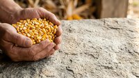 Farmer holding handful of dried corn kernels over soil, showcasing harvest and agricultural produce for farming, agriculture, and food industry applications.
