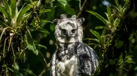 Harpy eagle chick with mottled gray and white plumage perched among green foliage, displaying distinctive facial disc and intense gaze in natural habitat.