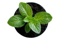 Fresh green tobacco plant seedling growing in black soil pot viewed from above, isolated on white background for agriculture and farming concepts.