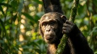 Chimpanzee holding moss-covered branch in lush forest canopy, displaying natural wildlife behavior and primate intelligence in jungle habitat.