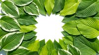 Green hosta leaves arranged in circular frame on white background, creating natural border for text or design elements in botanical garden style.