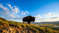 American bison standing on grassy hillside overlooking valley landscape with mountains and river under blue sky with clouds.