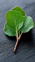 Fresh green kale leaves with prominent veins on dark slate background, macro food photography showing natural texture and organic details.