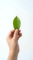 Hand holding fresh green leaf against white background symbolizing environmental awareness and natural sustainability concepts.