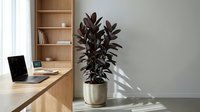 Modern home office workspace with wooden desk, laptop, rubber plant in pot creating natural shadows on white wall for interior design and productivity concepts.