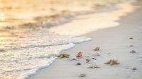Seashells scattered on sandy beach with gentle waves at golden hour sunset creating peaceful coastal scene for vacation and travel concepts.