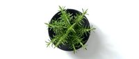 Fresh rosemary herb plant in black pot isolated on white background for culinary cooking and gardening projects.