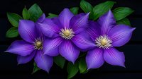Vibrant purple clematis flowers with yellow stamens and green leaves against dark background, dramatic botanical composition for nature and garden designs.