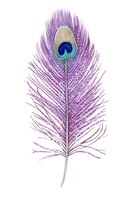 Isolated purple peacock feather with distinctive eye marking and detailed barbs on white background, ready for design projects, textiles, and decorative applications.