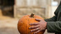 Farmer holding ripe orange pumpkin in hands outdoors, harvest season produce for autumn decoration, thanksgiving, fall festival, and agricultural marketing.