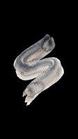 Watercolor paint smear in gray and beige tones, isolated on transparent background, ready for stickers, t-shirt design, and print on demand use.