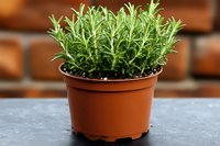 Fresh rosemary herb growing in terracotta pot against brick wall background, aromatic Mediterranean cooking ingredient and garden plant for culinary use.