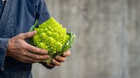 Farmer holding fresh green cauliflower head in hands, showcasing organic produce harvest for agriculture, farming, and healthy food marketing purposes.