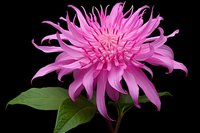 Vibrant pink dahlia flower with spiky petals and green leaves isolated on black background, dramatic lighting highlights delicate floral details and texture.