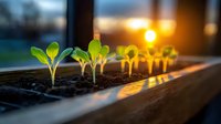 Young green seedlings growing in row at sunset, sunlight streaming through window illuminating fresh sprouts in dark soil, spring gardening and new growth concept.