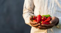 Red bell peppers held in hands of male farmer wearing light shirt, showcasing fresh organic produce harvest for agriculture, farming, and food industry use.