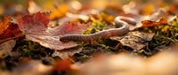 Autumn leaves scattered on moss-covered ground with warm bokeh lighting creating seasonal atmosphere for fall decorating and nature photography projects.