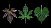 Three tropical leaves isolated on transparent background, ready for stickers, clipart, t-shirt design, and print on demand projects. Purple, green botanical foliage set.