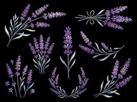 Lavender flowers isolated on transparent background, ready for t-shirt design, clipart, stickers, sublimation and print-on-demand products.