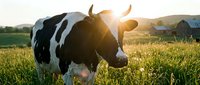 Holstein dairy cow grazing in green pasture field during golden hour sunset with warm sunlight creating lens flare over rural countryside landscape.