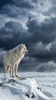 Majestic white wolf standing on snowy mountain peak against dramatic stormy sky. Wild predator in winter wilderness landscape for nature photography.