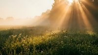 Sunlight rays pierce through morning mist over lush green meadow with wildflowers and grass, creating atmospheric golden glow in misty landscape for nature and wellness designs.