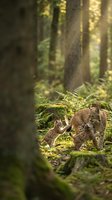 Eurasian lynx mother with cubs in natural forest habitat during golden hour sunlight filtering through trees creating warm atmospheric lighting.