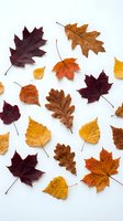 Colorful autumn leaves collection on white background featuring maple, oak and birch foliage in red, orange, yellow and brown seasonal colors.
