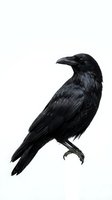 Black raven bird isolated on white background with detailed feathers and sharp beak for wildlife and nature designs.