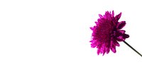 Purple chrysanthemum flower isolated on white background for floral design projects and botanical decorations.