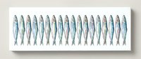 Row of fresh sardines arranged in line on white background isolated for culinary design and seafood menu applications.