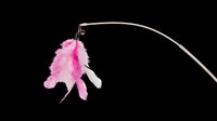 Cat feather wand toy with pink and white feathers, isolated on transparent background, ready for pet shop designs, stickers, clipart, and print on demand use.