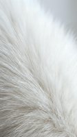 Soft white fluffy fur texture closeup, natural animal coat with delicate long hair strands, light and airy background for fashion or design.